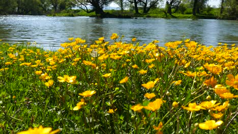 Flores-Amarillas-Silvestres-En-La-Orilla-Del-Río