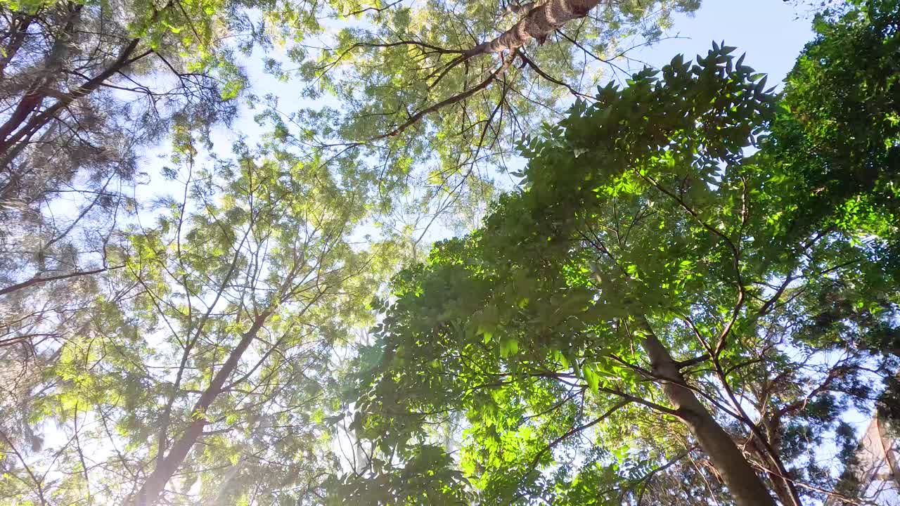 La luce del sole che filtra attraverso il lussureggiante baldacchino verde degli alberi