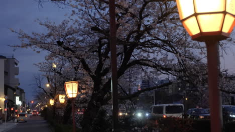 evening cherry blossoms illuminated by traditional lanterns