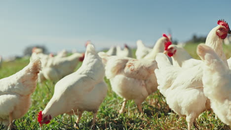 Group,-chickens-or-agriculture-in-nature-field