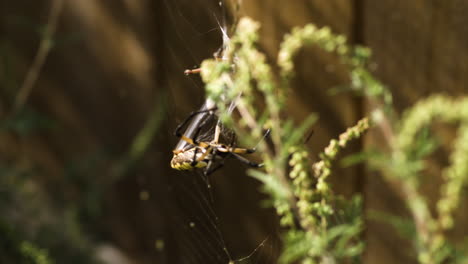 A-Yellow-Garden-Spider-Weaving-a-Web---Fayetteville,-Arkansas---Close-Up