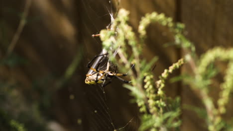 una araña de jardín amarilla tejiendo una red - fayetteville, arkansas - de cerca