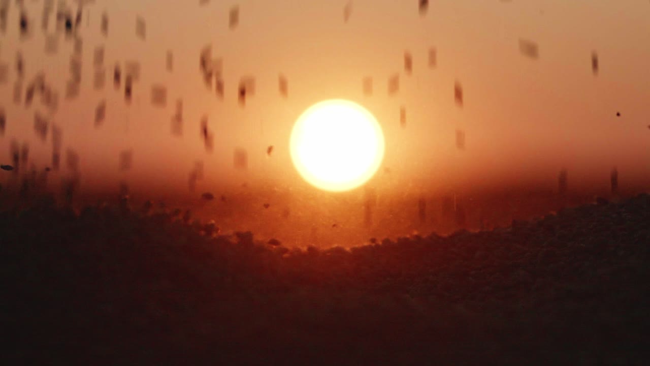 Close-up of Grain, Wheat, Pouring Down at Sunset Sunrise, Revealing Sun, Agriculture Harvest Scene