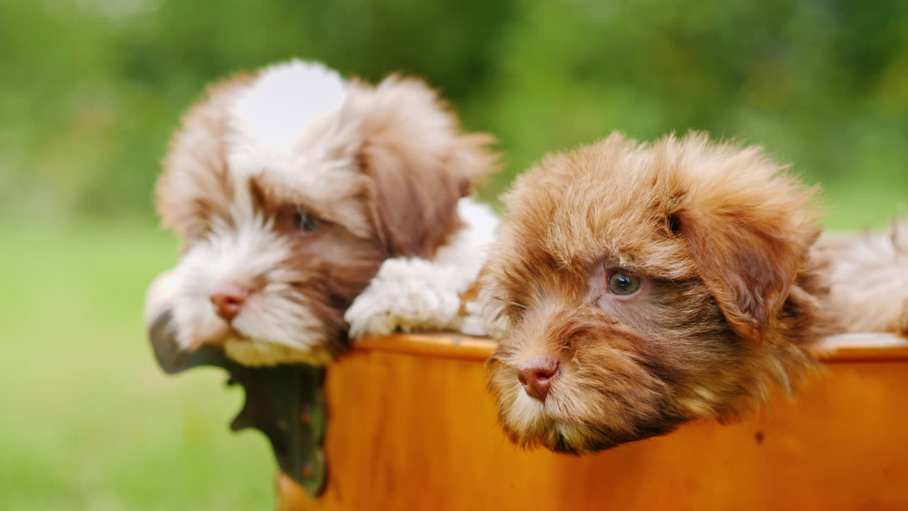 구리 양동이에 강아지