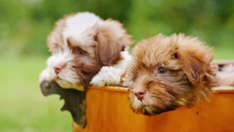 cachorros en balde de cobre