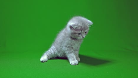 funny little gray fold scottish kitten kitty playing on a green screen background.