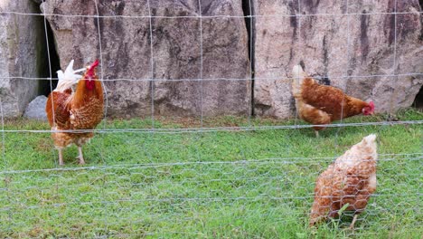 chickens walking and pecking in a grassy area