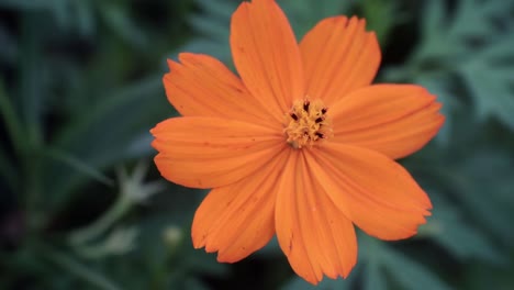 Orange-Flower-in-Thailand