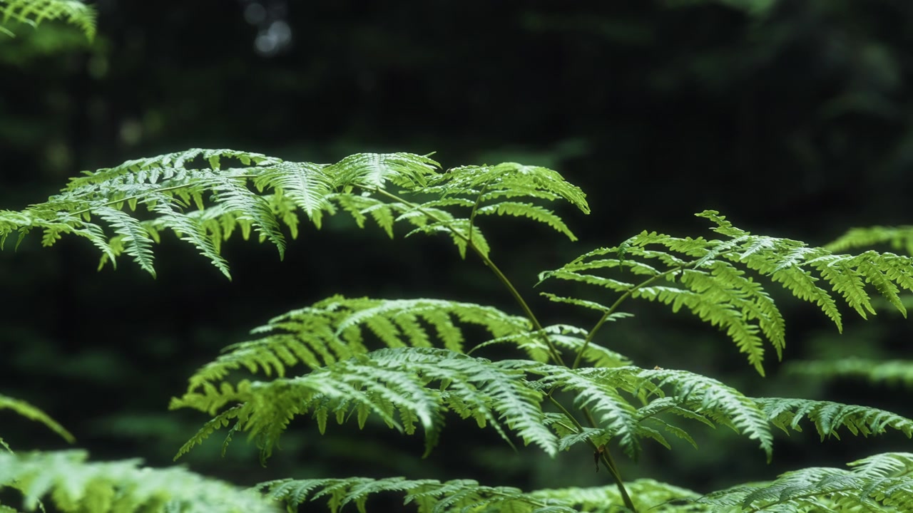 Luce solare che illumina foglie verdi in una foresta pluviale temperata