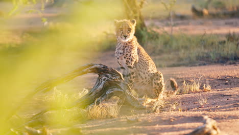 cheetahs in their natural habitat