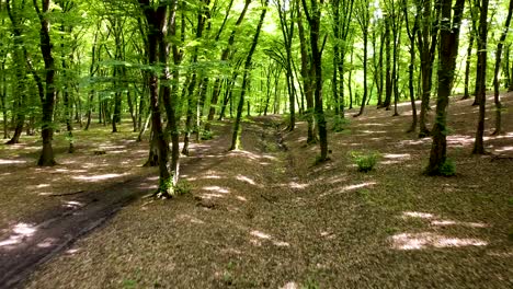 Fliegen-Der-Drohne-Mitten-Im-Wald-Von-Hoia-Baciu-In-Cluj-Napoca,-Rumänien