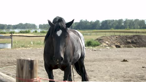 black horse on a ranch at daytime - wide shot