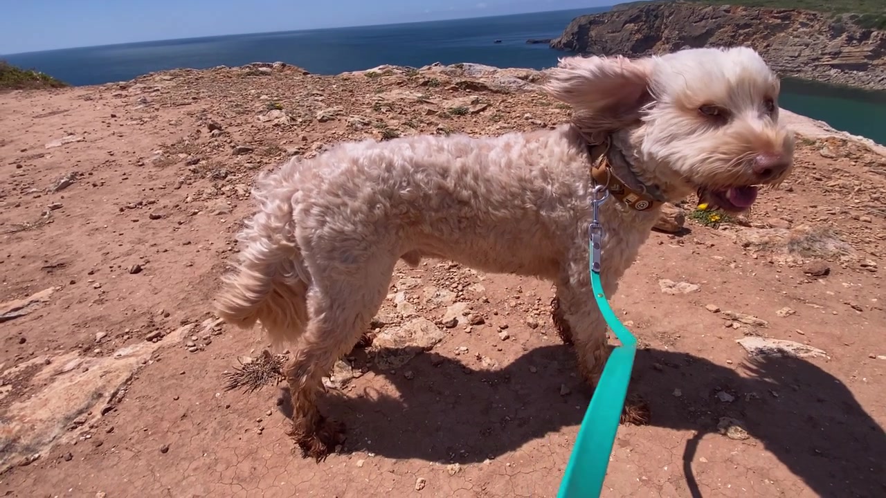 Cane soffice al guinzaglio che cammina su un sentiero roccioso sulla scogliera costiera con l'Oceano Atlantico blu e il cielo sullo sfondo