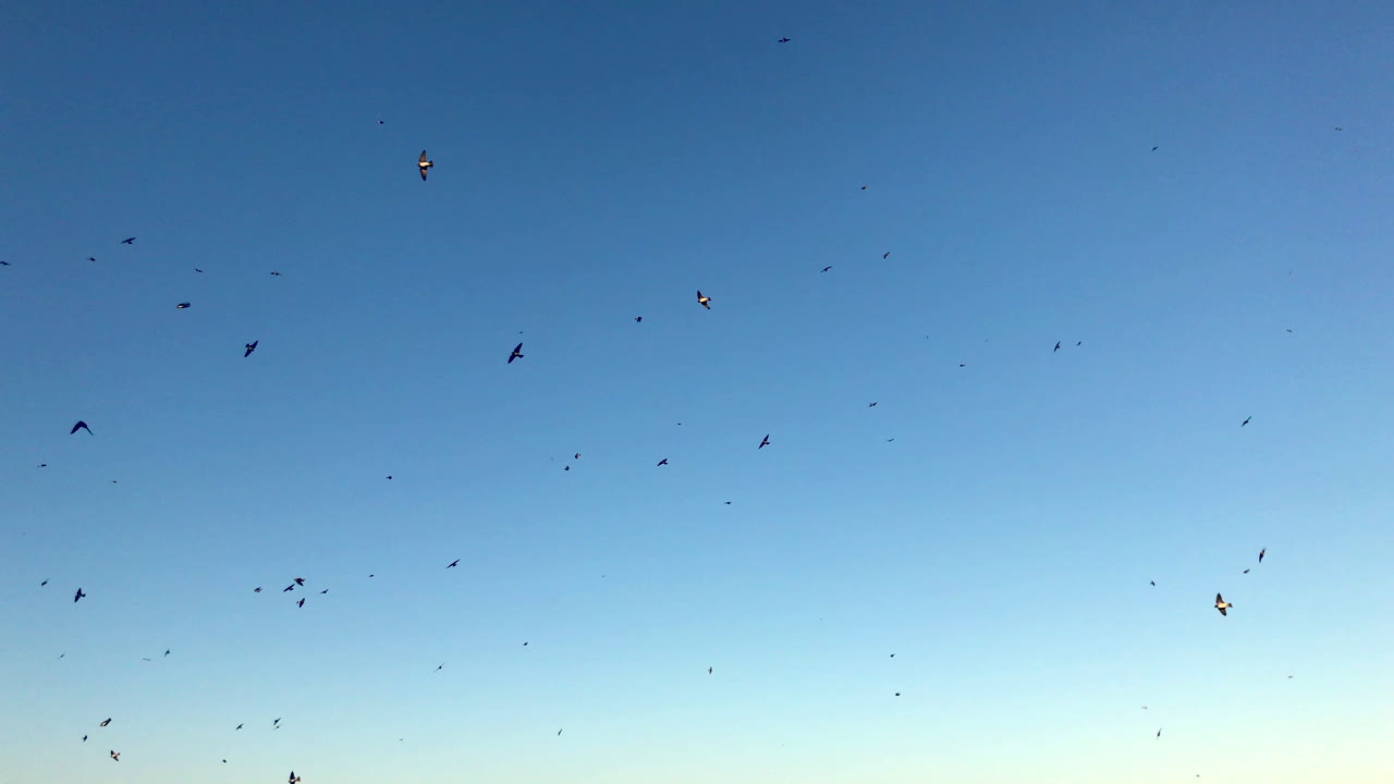 Lots of birds flying in circles on a blue sky during sunset.