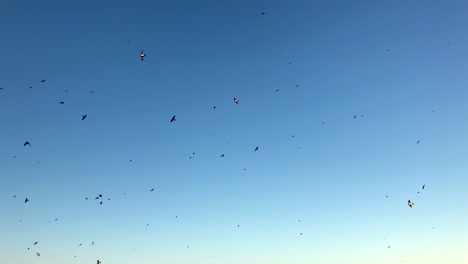 lots of birds flying in circles on a blue sky during sunset.
