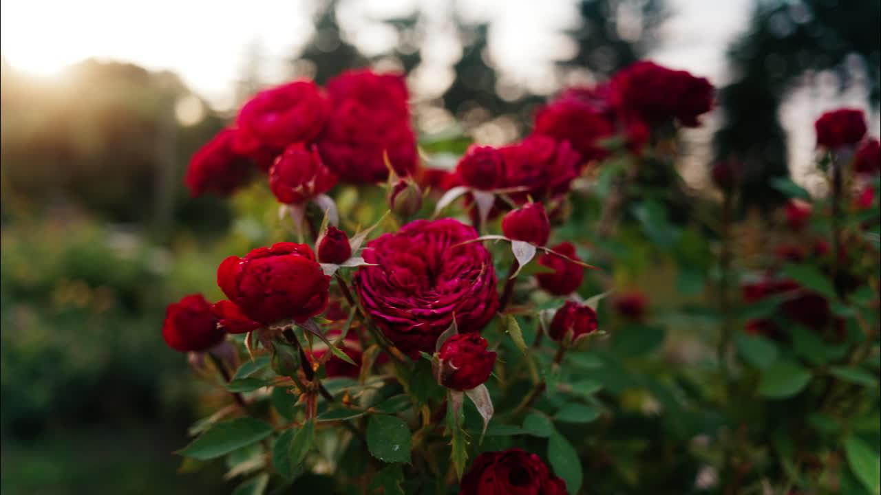 Close up of blooming red roses in a park during golden hour, with warm sunlight shining through the petals