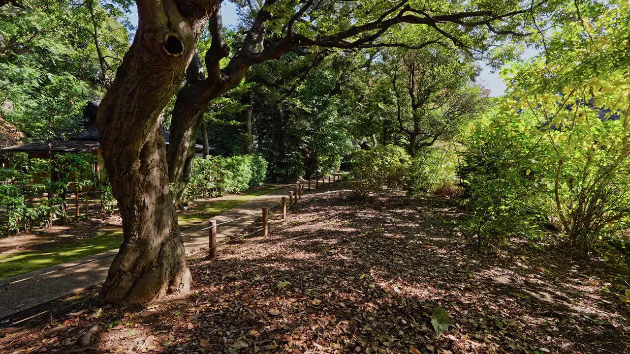 A peaceful garden scene featuring a thick tree trunk, shaded ground, and a winding path