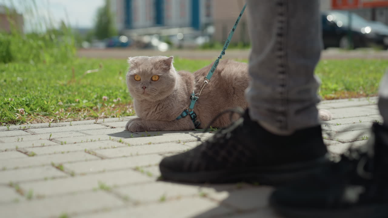 Pet Owner Relaxing, Person With Cat Outdoors, Owner And Feline Enjoying Peaceful Moment, Person Stands With Cat On City Sidewalk, Individual With Pet By Grass During Calm Urban Setting
