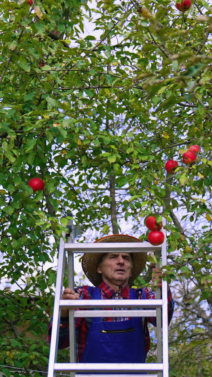 Harvesting apples. Farmer climbing the ladder to pick ripe fruits in the orchard. Mature man gardener in autumn fruit garden. Front view.. Vertical video