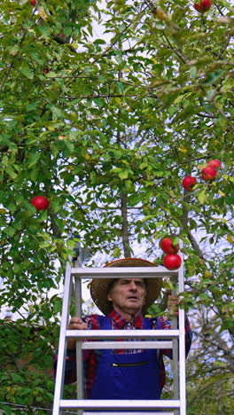 harvesting apples. farmer climbing the ladder to pick ripe fruits in the orchard. mature man gardener in autumn fruit garden. front view.. vertical video