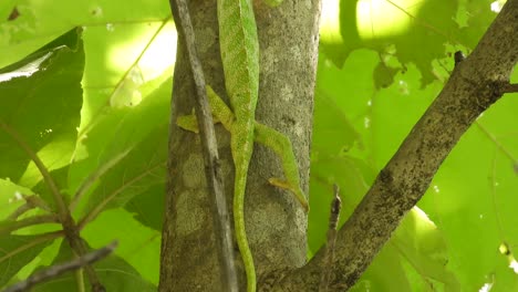 chameleon walking on tree uhd mp4 4k