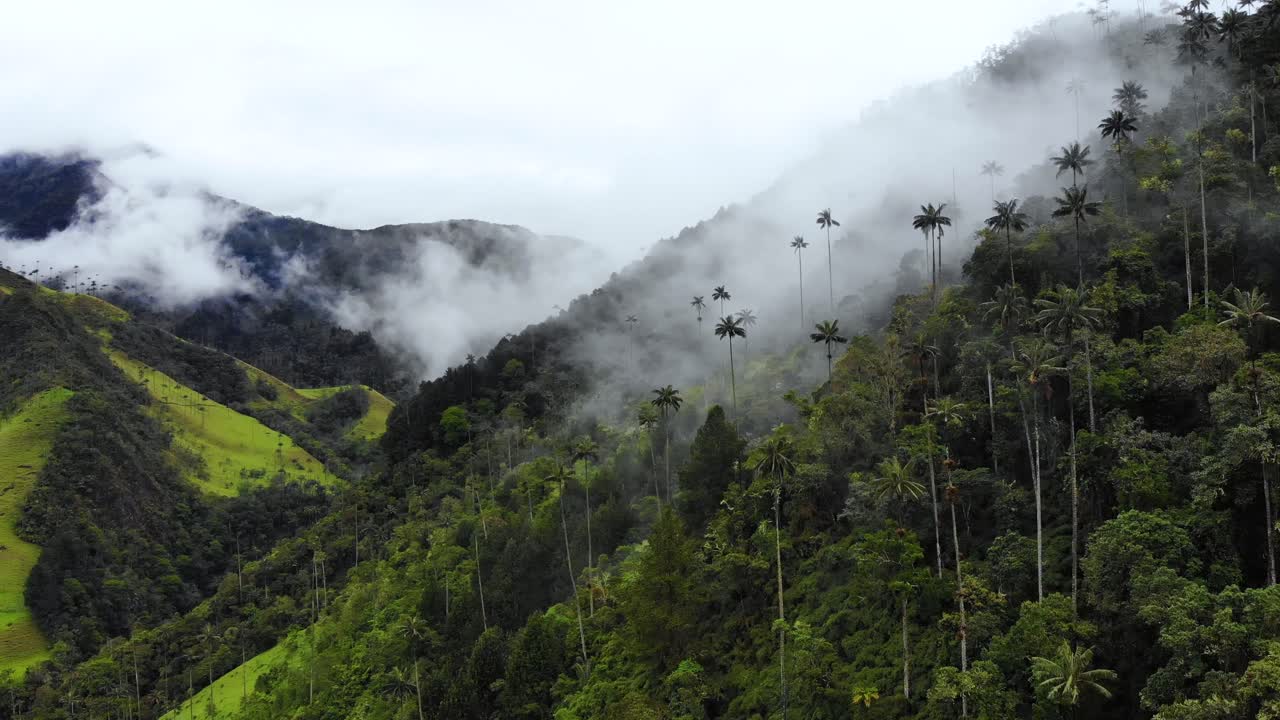 una suave capa de niebla cubre las montañas de los andes mientras que las altas palmeras de cera sobresalen