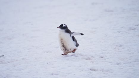 Funny-Cute-Baby-Penguins-Running,-Funny-Baby-Animals-with-Young-Gentoo-Penguin-Chick-Chasing-Another-in-Slow-Motion-in-a-Penguin-Colony-in-Antarctica,-Antarctic-Peninsula-Wildlife