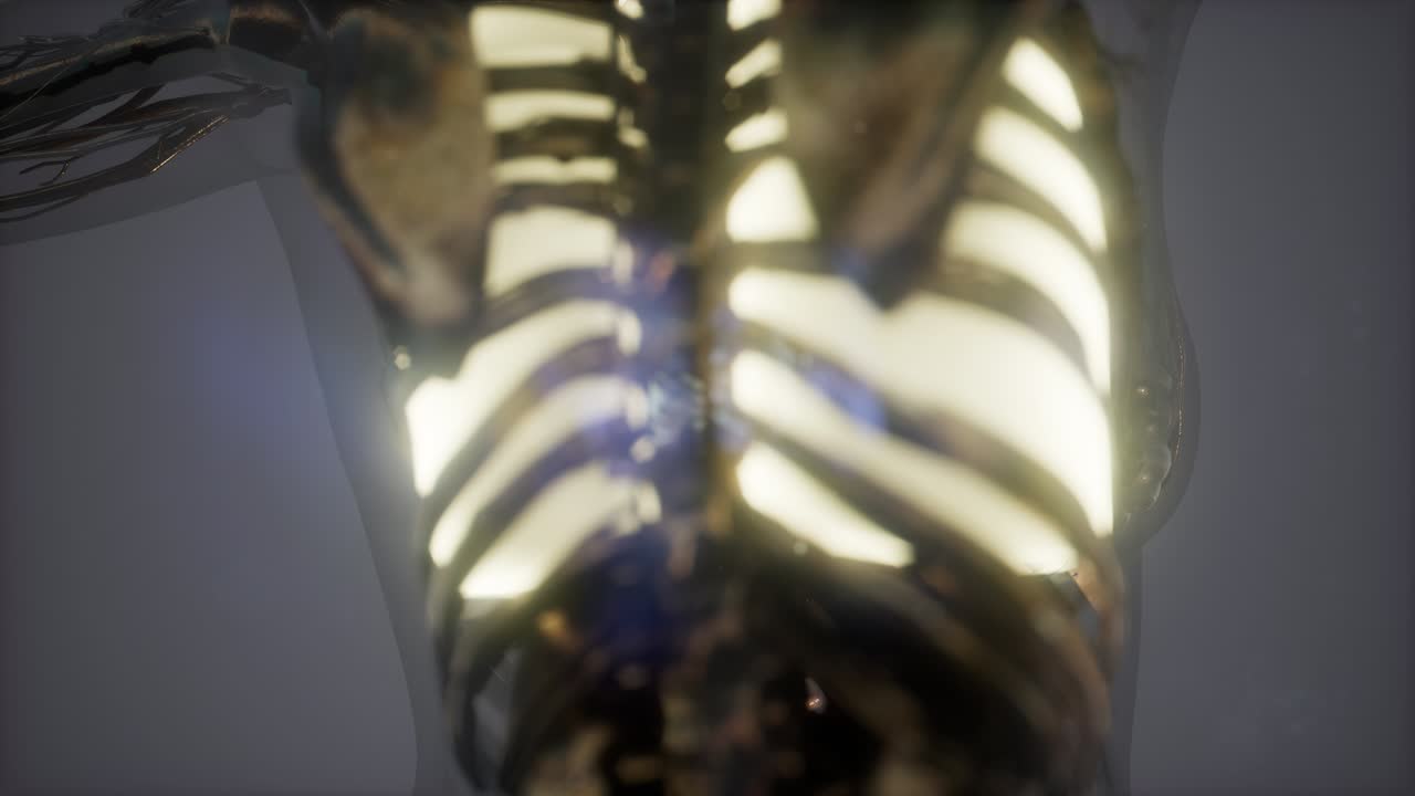 cuerpo humano con pulmones visibles