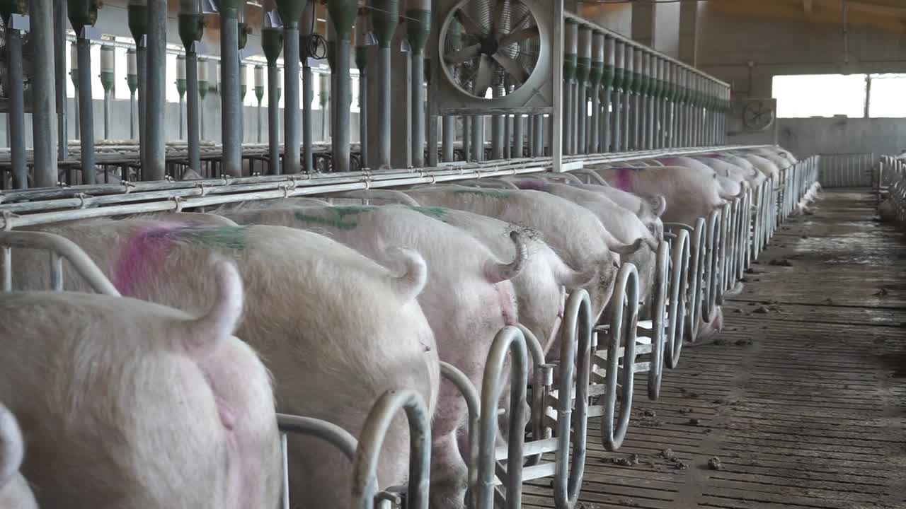 Schweine in engen Buchten in einer Zuchtanlage