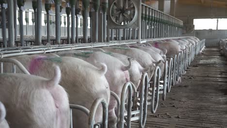 pigs in restricted stalls at breeding facility