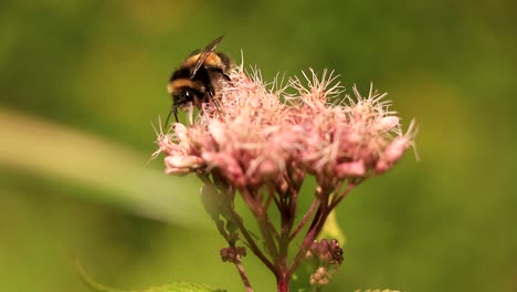 una abeja silvestre recoge una flor rosa en un día soleado