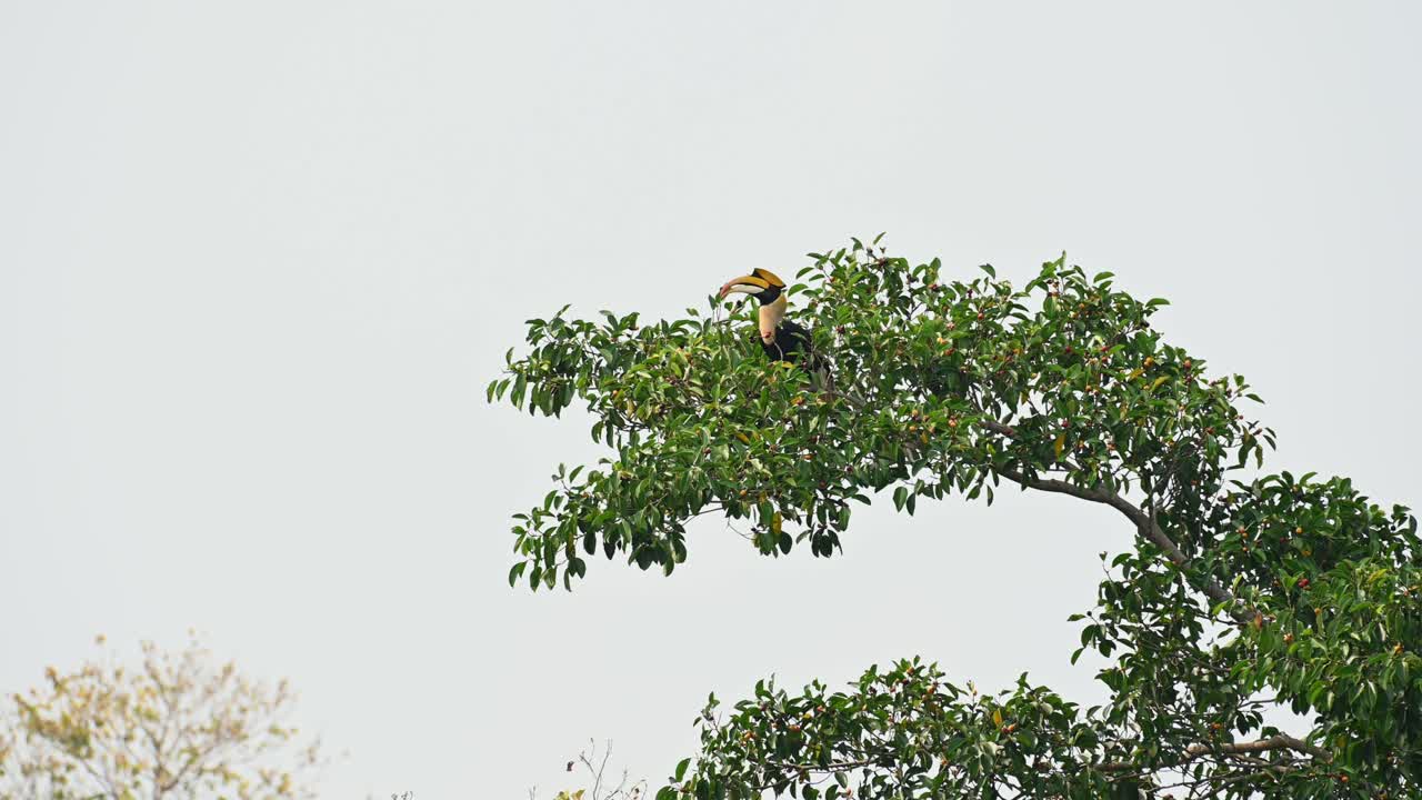 Great Hornbill, Buceros bicornis, takes a ripened fruit and then tosses it up to swallow as seen on top of a fruiting tree in Khao Yai National Park, Thailand
