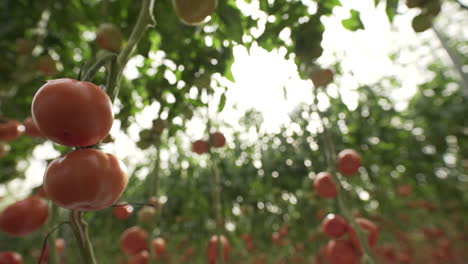 Tomatengewächshäuser-Im-Zentrum-Des-Landes-Mexiko