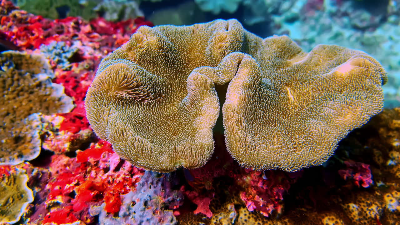 Macro di un grande corallo di pelle a forma di fungo color marrone chiaro circondato da spugne incrostanti rosse su una barriera corallina.