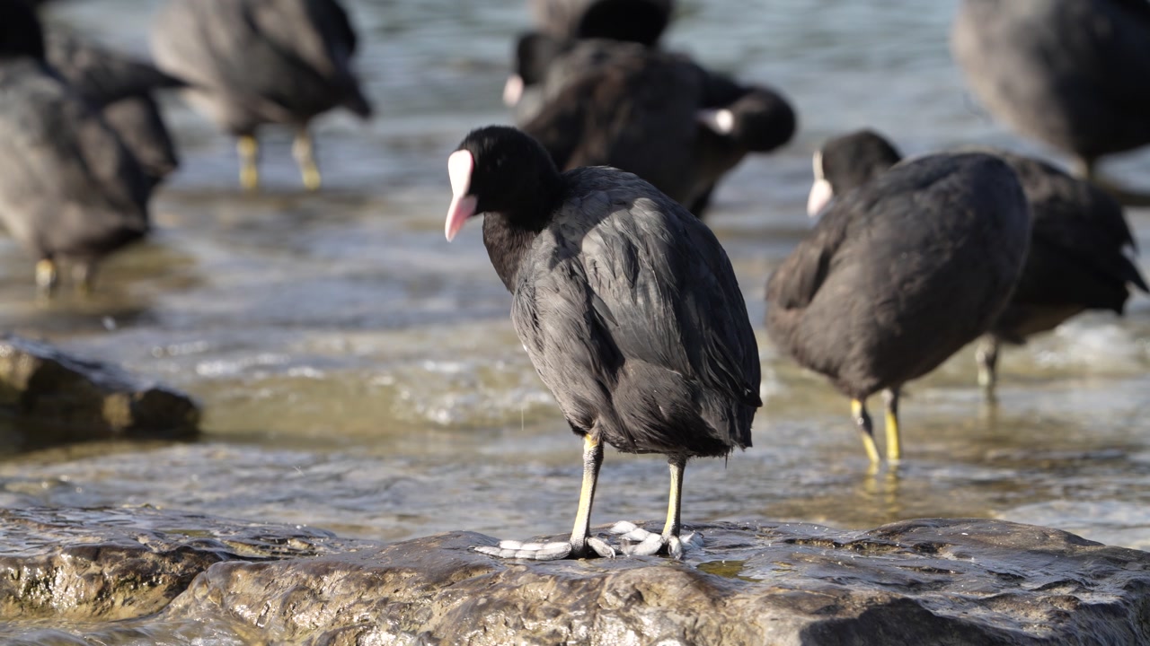 eurasian coots standing and resting near the shore of walensee