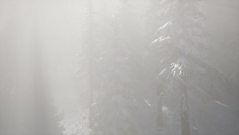 Nebliger-Nebel-Im-Kiefernwald-An-Berghängen