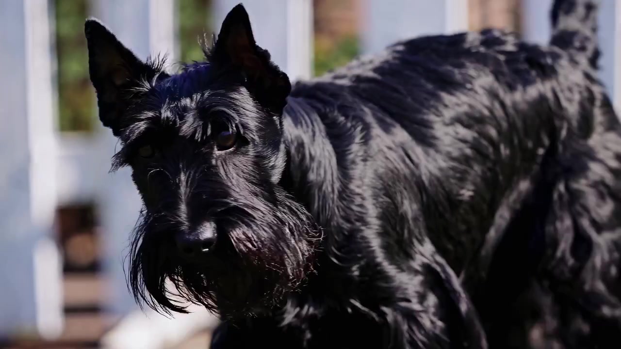 Terrier scozzese nero che corre e gioca in un giardino soleggiato