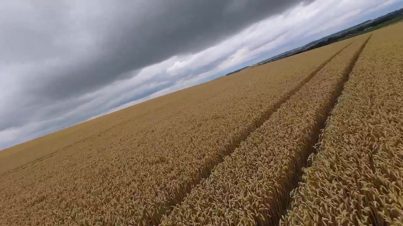 Emozionante volo aereo con drone FPV che sfreccia ad alta velocità su vaste terre agricole coltivate. Spighe di grano dorate che ondeggiano sotto un cielo nuvoloso