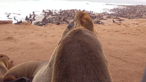 Miles-De-Focas-Y-Crías-Se-Reúnen-En-Una-Playa-Atlántica-En-La-Reserva-De-Focas-De-Cape-Cross,-Namibia-11