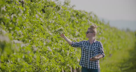 Agronomist-Or-Farmer-Examining-Blossom-Branch-In-Orchard-8