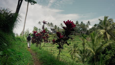 tourist enjoying the lush green scenery of terraced rice fields