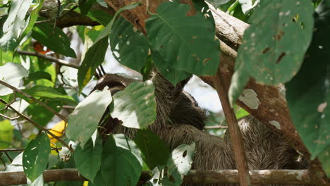 close-up of a sloth hanging amidst dense jungle foliage.