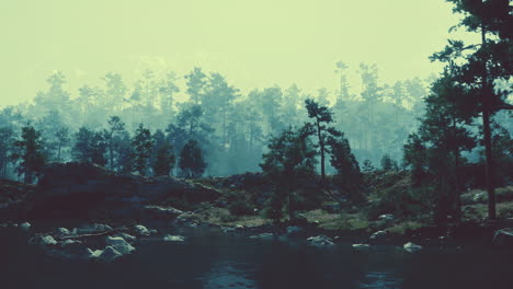 río de bosque nebuloso