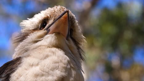 un primerísimo plano de una cucaburra riendo en un árbol en australia