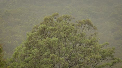 australian native bushland in lamington, scenic rim under gentle rain and wind