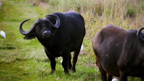 huge wild buffalo with large horns standing peacefully in nature