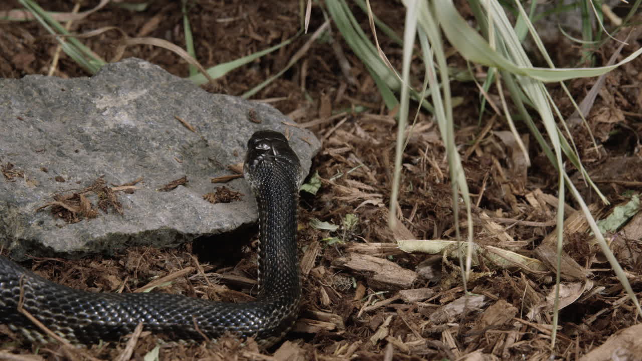 la serpiente de rata negra descansa la cabeza sobre las rocas en un día caluroso - tiro medio