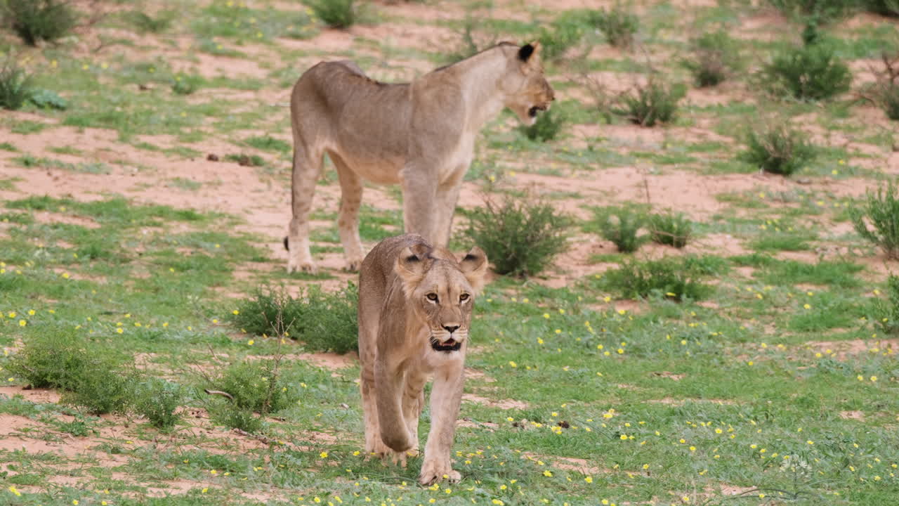 vrouwelijke leeuwen die ronddwalen op het grasveld in het kruger national park, zuid-afrika