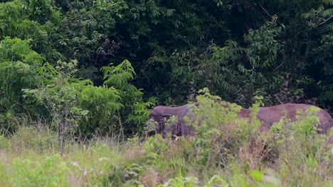 the asiatic elephants are endangered species and they are also residents of thailand