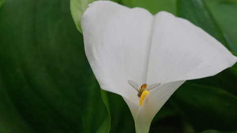 Insect-gathering-pollen-from-a-large-white-lilly-flower-in-summer